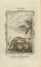 1785 copper engraving for sale  FORDINGBRIDGE
