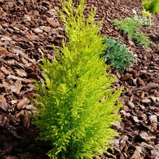 Cupressus wilma yellow for sale  UK