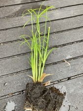 Umbrella plant cyperus for sale  CHRISTCHURCH