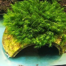 Lovely live aquarium for sale  WORCESTER
