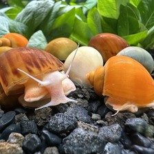 Mystery snails large for sale  Newark