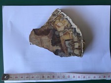 Petrified wood fossil for sale  WARWICK