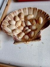 Sea scallop shell for sale  CAMBRIDGE