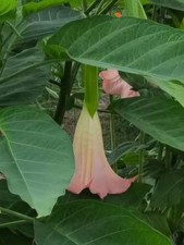 Engelstrompete brugmansia rosa gebraucht kaufen  Naila