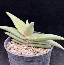Aloe pearsonii hybrid for sale  Goleta