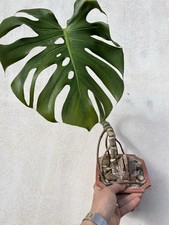 Monstera bonsai collection usato  Mazara del Vallo