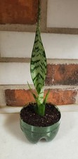 Snake plant sansevieria for sale  Rego Park