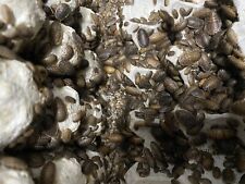 Dubia roaches live for sale  Vidalia
