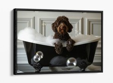 Cute chocolate labradoodle for sale  LONDONDERRY