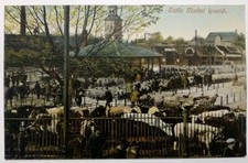 Antique postcard cattle for sale  STOKE-ON-TRENT