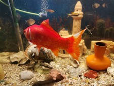 Komplettaquarium 220 liter gebraucht kaufen  Angelbachtal