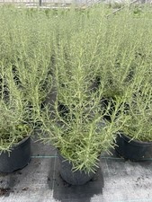 Rosemary herb plant for sale  HARLOW