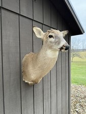 Ohio whitetail shoulder for sale  Shreve