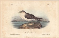 shearwater for sale  Cleveland