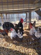 Serama micro smallest for sale  Meadow Bridge