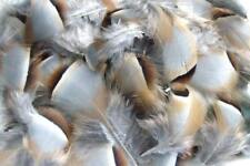 Plume perdrix rouge d'occasion  Clermont-Ferrand-