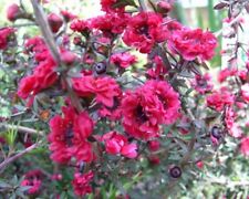 Leptospermum .red damask for sale  UCKFIELD