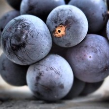 Grape vanessa seedless for sale  SOUTHAMPTON