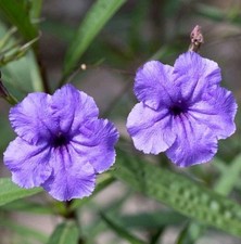 Purple mexican petunia for sale  Opa Locka
