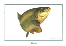 Antique tank fish d'occasion  Expédié en Belgium
