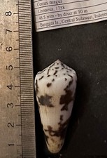 Collection coquillage conus d'occasion  Champigny-sur-Marne