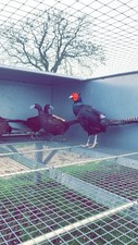 X12 melanistic pheasant for sale  LLANDINAM