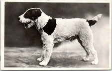 Animals dog d'occasion  Expédié en Belgium