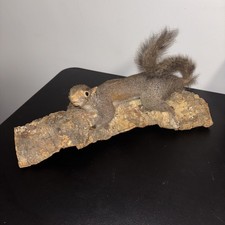 Vintage 1980s squirrel for sale  Rogersville
