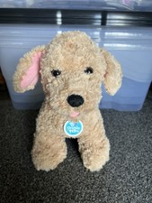 labradoodle puppies for sale labradoodle puppies for sale BEITH
