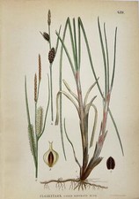 Estampa botânica antiga - Carl Lindman - Flaskstarr carex rostrata - Bico Sedge comprar usado  Enviando para Brazil