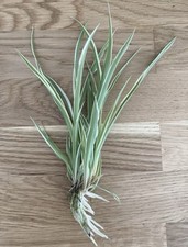 Green white spider for sale  LISKEARD