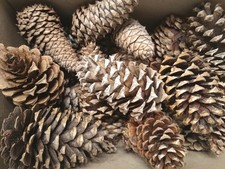 Pine cones seconds for sale  Raleigh