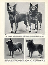 Schipperke four named for sale  COLEFORD