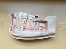 Modello anatomico sezione usato  Roma