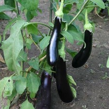 Aubergine italian violetta for sale  GRIMSBY