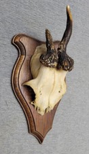 Kleine jagdtrophäe geweih gebraucht kaufen  Deutschland