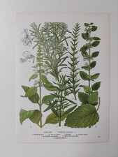 Basil rosemary botanical for sale  BIRKENHEAD