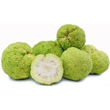 Hedge apple osage for sale  Russell