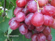 Vitis razzmatazz immertragende gebraucht kaufen  Wuppertal