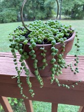 String pearls live for sale  Elkton
