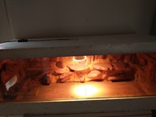 Terrarium 100x40x40 gebraucht kaufen  Remscheid