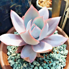 Echeveria cante rare for sale  Miami