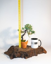 Chinese juniper mame for sale  ELGIN