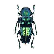 Pretty longhorned beetle for sale  EXMOUTH