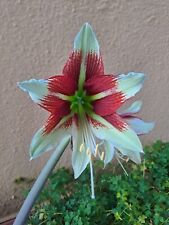 amaryllis usato  Bagnoregio