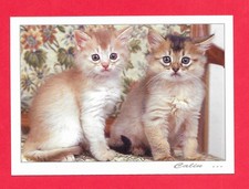 Cpsm chatons inscription d'occasion  Brignais