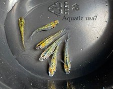 Yazakura night cherry for sale  Winchester
