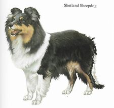 Shetland sheepdog custom for sale  Tampa