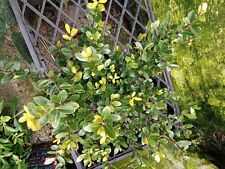 Ilex crenata jenny for sale  BURY