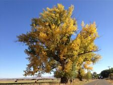 Cottonwood tree year for sale  Livingston